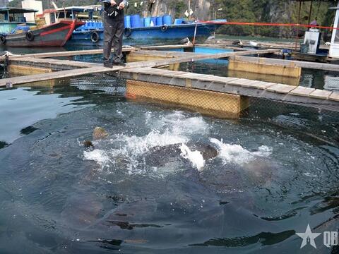 Thủy sản Việt Nam phấn đấu năm 2030 xuất khẩu đạt 14 - 16 tỷ USD