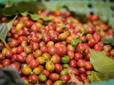 Bản tin nông sản hôm nay (20-4): Giá cà phê giảm, hồ tiêu phục hồi nhẹ, lúa gạo đi ngang