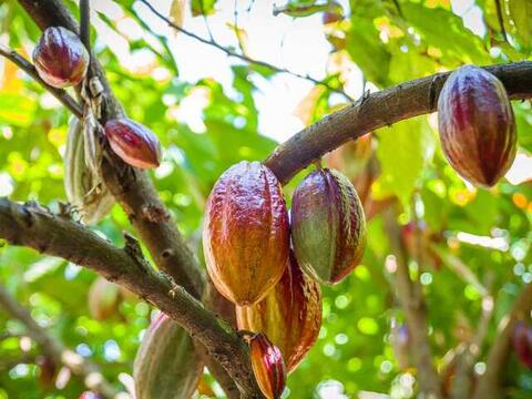 Giá ca cao tăng mạnh 5 phiên liên tiếp