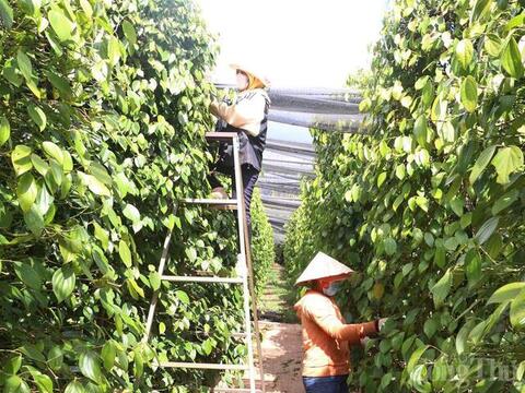 Giá tiêu hôm nay 19/5/2026: Bất ngờ sụt giảm 2.000 - 3.000 đồng/kg