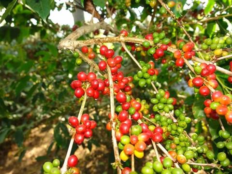 Bản tin nông sản hôm nay (5-6): Giá cà phê quay đầu giảm, giá hồ tiêu đi ngang