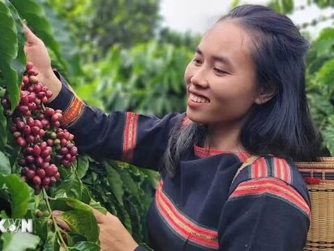 Bản tin nông sản hôm nay (21-6): Giá cà phê tăng, giá hồ tiêu giảm mạnh