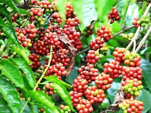 Bản tin nông sản hôm nay (23-6): Giá cà phê tăng nhẹ