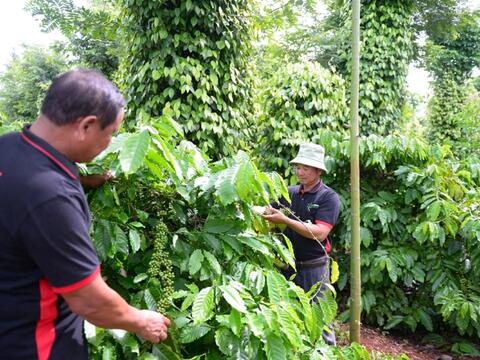 Bản tin nông sản hôm nay (28-6): Giá cà phê giảm, hồ tiêu neo ở mức cao  ​