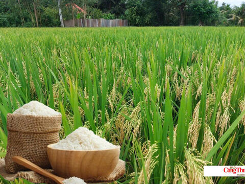 Giá lúa gạo hôm nay ngày 5/7, tuần qua: Lúa, gạo xuất khẩu biến động