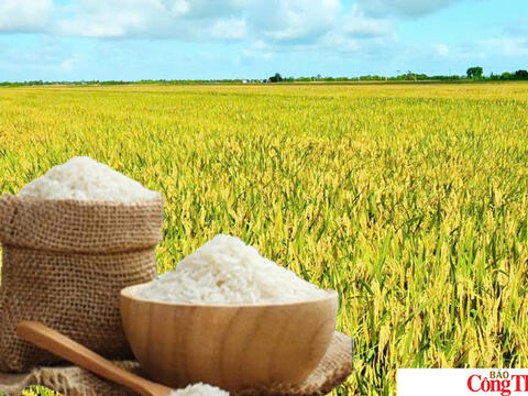 Giá lúa gạo hôm nay ngày 15/7: Gạo thơm Jasmine giảm 1.000 đồng/kg