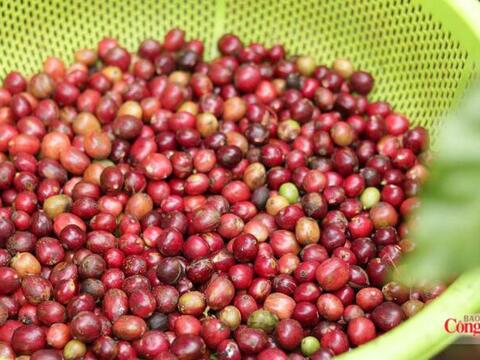 Giá cà phê hôm nay 26/7/2026: Trầm lắng phiên cuối tuần