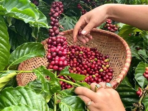 Bản tin nông sản hôm nay (29-7): Giá cà phê và hồ tiêu cùng tăng