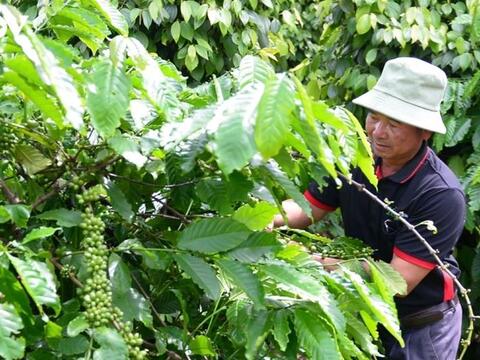 Bản tin nông sản hôm nay (5-8): Giá cà phê chững lại, hồ tiêu ổn định
