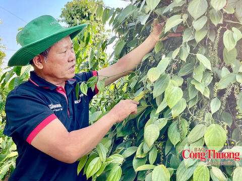 Giá tiêu hôm nay 9/8/2026: Bất ngờ giảm mạnh 2.000 đồng/kg