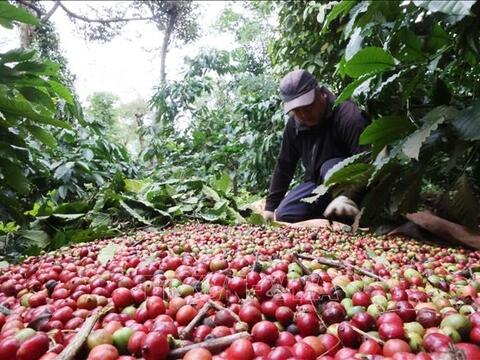 Bản tin nông sản hôm nay (8-8): Giá cà phê đảo chiều giảm mạnh