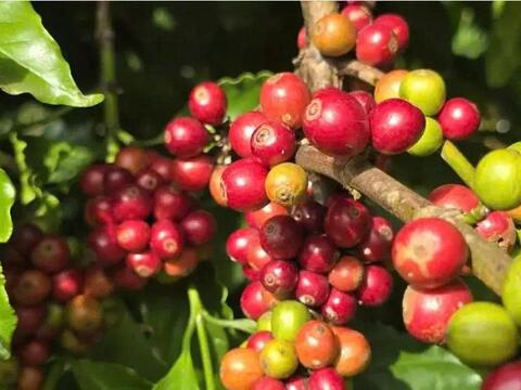 Bản tin nông sản hôm nay (12-8): Giá cà phê và hồ tiêu cùng tăng