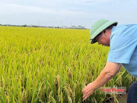 Giữ giá lúa để giữ giá trị hạt gạo Việt