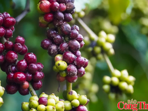 Nguồn cung thắt chặt đẩy giá cà phê thế giới đồng loạt tăng mạnh