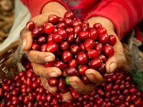 Bản tin nông sản hôm nay (28-8): Giá cà phê tiếp đà giảm, giá hồ tiêu nhích nhẹ
