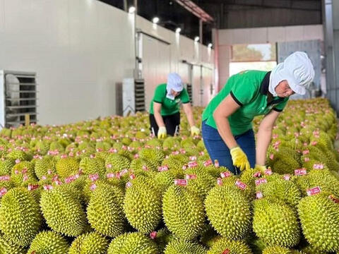 Rau quả Việt Nam tăng tốc, xuất khẩu 8 tháng đạt 5,87 tỷ USD