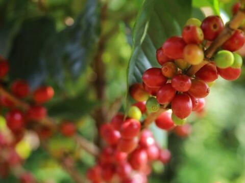 Bản tin nông sản hôm nay (12-9): Giá cà phê tăng nhẹ