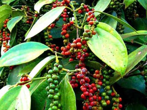 Bản tin nông sản hôm nay (22-9): Giá cà phê, hồ tiêu đi ngang