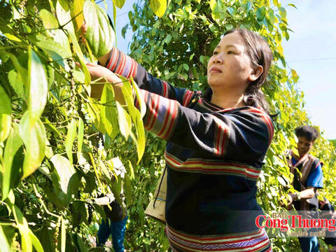 Giá tiêu hôm nay 26/9/2026: Cao nhất 140.000 đồng/kg