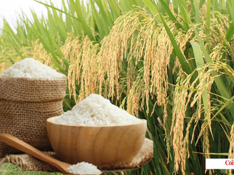 Giá lúa gạo hôm nay ngày 4/10, tuần qua: Lúa - gạo xuất khẩu biến động