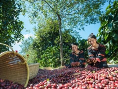 Bản tin nông sản hôm nay (11-10): Giá cà phê trong nước đồng loạt tăng