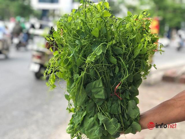 Đặc sản rau rừng đổ bộ về Thủ đô, giá chát vẫn cháy hàng - Ảnh 2. Đặc sản rau rừng đổ bộ về Thủ đô, giá chát vẫn cháy hàng - Ảnh 2.