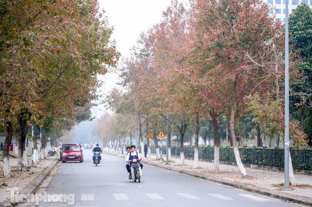 Đẹp ngỡ ngàng với hàng phong thay lá đỏ giữa Hà Nội - Ảnh 1. Đẹp ngỡ ngàng với hàng phong thay lá đỏ giữa Hà Nội - Ảnh 1.