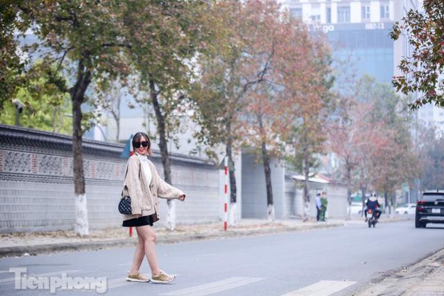 Đẹp ngỡ ngàng với hàng phong thay lá đỏ giữa Hà Nội - Ảnh 14. Đẹp ngỡ ngàng với hàng phong thay lá đỏ giữa Hà Nội - Ảnh 14.