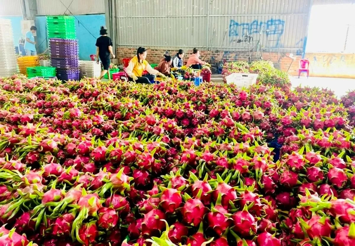 Chuyển đổi số: Nâng tầm giá trị sản phẩm OCOP Bình Thuận