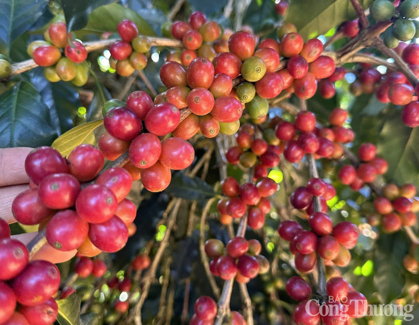 Giá cà phê Robusta tăng hơn 1,1% lên mức 3.660 USD/tấn, giá cà phê Arabica  đánh mất hơn 2,7% xuống mức 6.436 USD/tấn.
