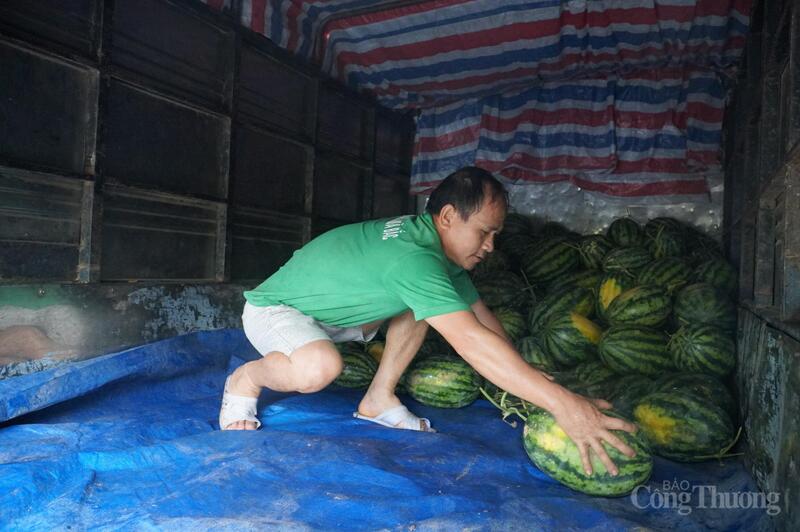 Vận chuyển dưa hấu lên xe để đưa đến các nơi tiêu thụ