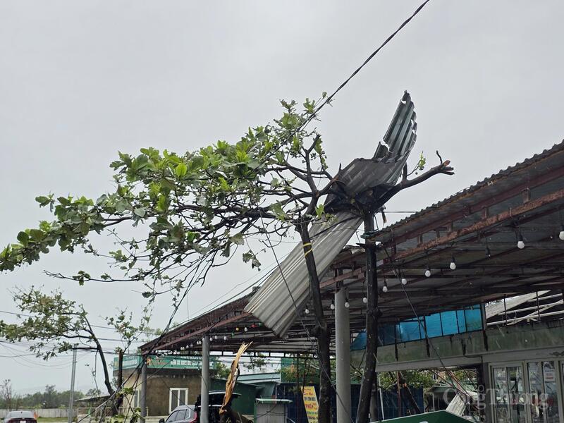 Tôn bay từ mái sang ngọn cây, gây nguy hiểm cho người đi đường