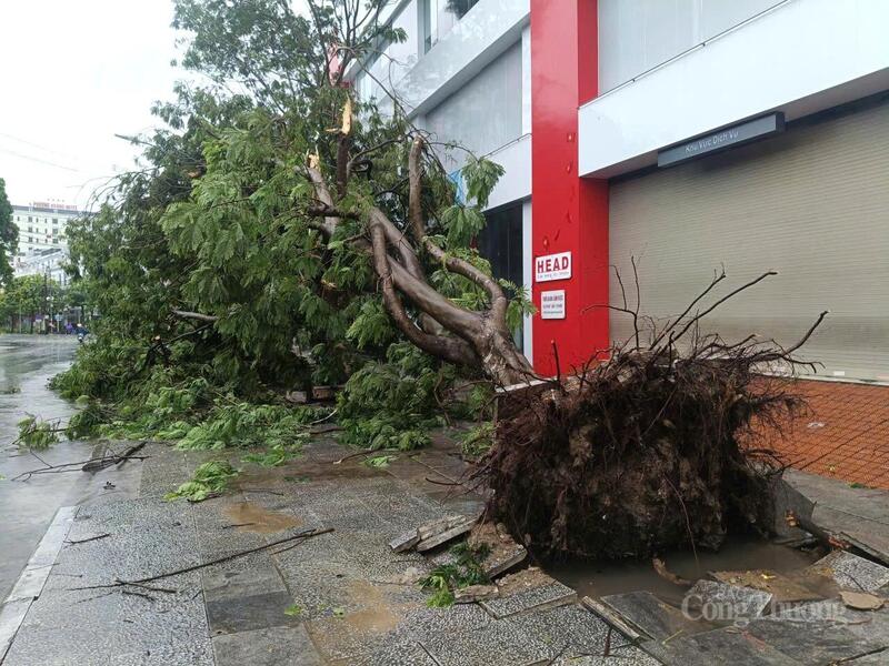 Thanh Hóa khẩn trương khắc phục thiệt hại sau khi bão số 5 càn quét - 9