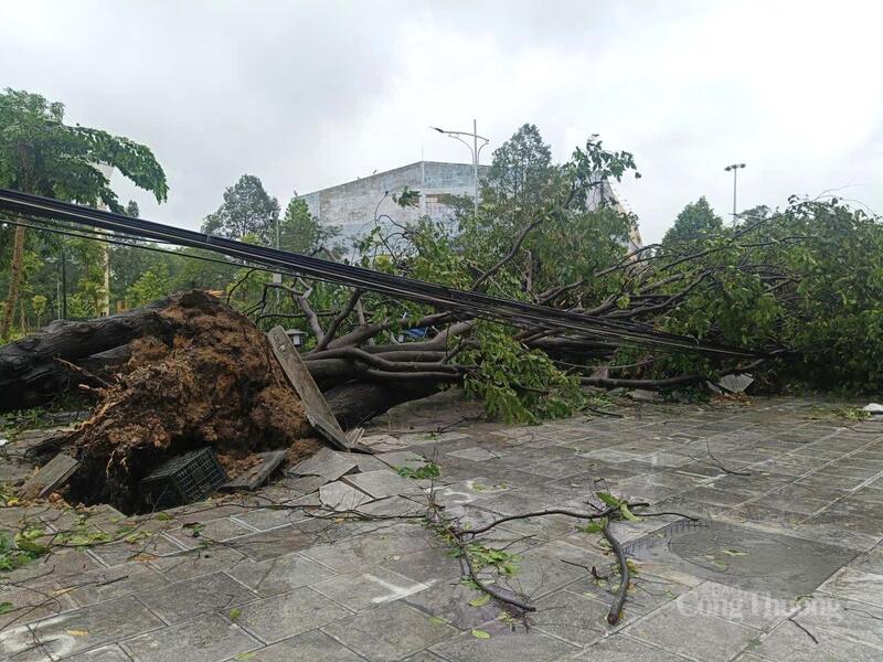 Cây xanh ngã đổ kéo theo đường điện, đường truyền internet gây ảnh hưởng đến đời sống của nhân dân