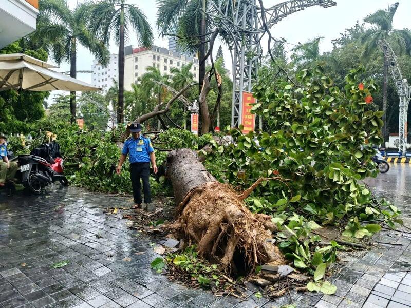 Có nhiều cây xanh lâu năm, rễ bám sâu nhưng không thể chịu nổi sức gió của bão số 5