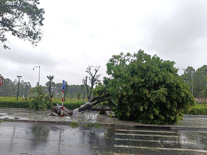 Nhiều cây xanh nằm ngổn ngang trên đường