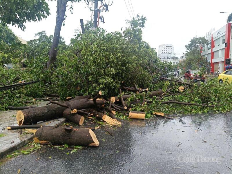 Các cây đổ được cắt thành từng khúc nhỏ để dễ dàng vận chuyển đi nơi khác