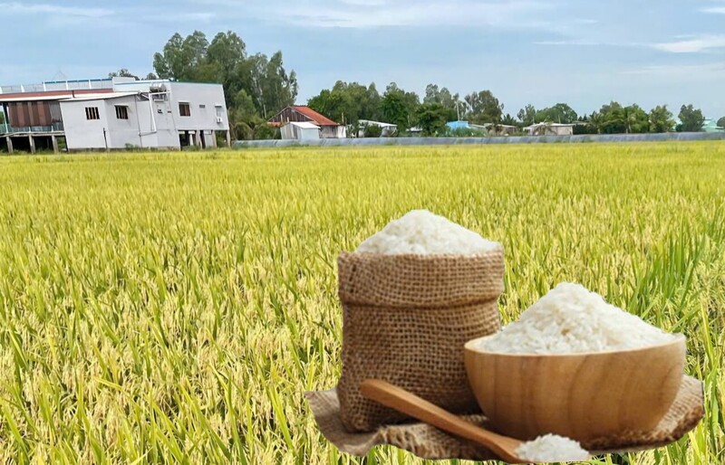 Giá lúa gạo hôm nay ngày 10/5, tuần qua: Gạo xuất khẩu, lúa tươi tăng. Ảnh: Thanh Minh.
