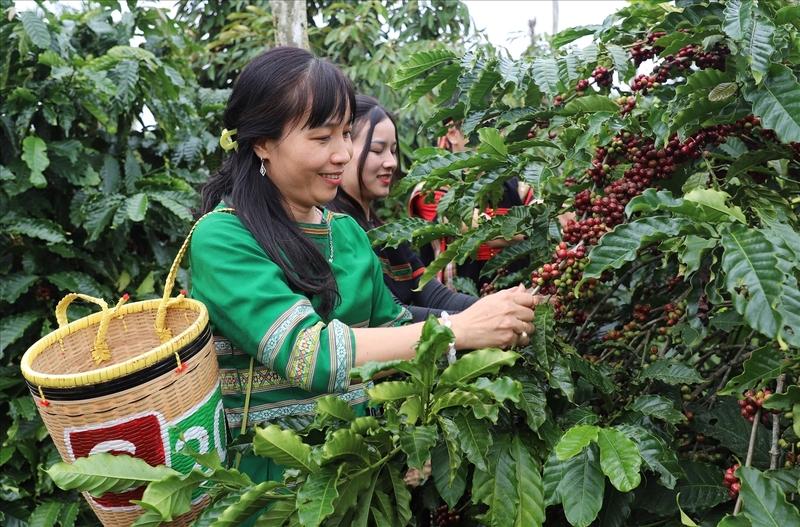 Việc mở rộng vùng nguyên liệu đang đặt ra yêu cầu phải đồng thời đáp ứng tiêu chuẩn quốc tế, đặc biệt là truy xuất nguồn gốc và quy định EUDR. Ảnh minh họa
