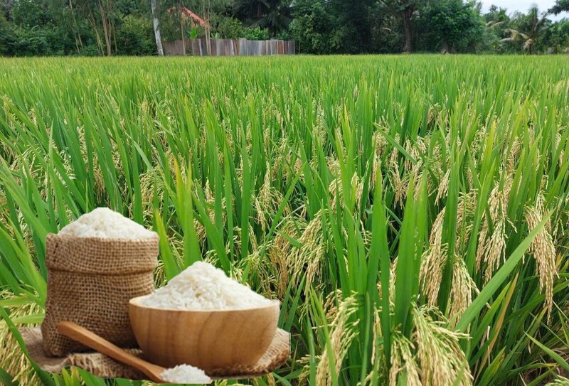 Giá lúa gạo hôm nay ngày 30/6/2026: Lúa tươi tiếp đà giảm nhẹ. Ảnh: Thanh Minh.