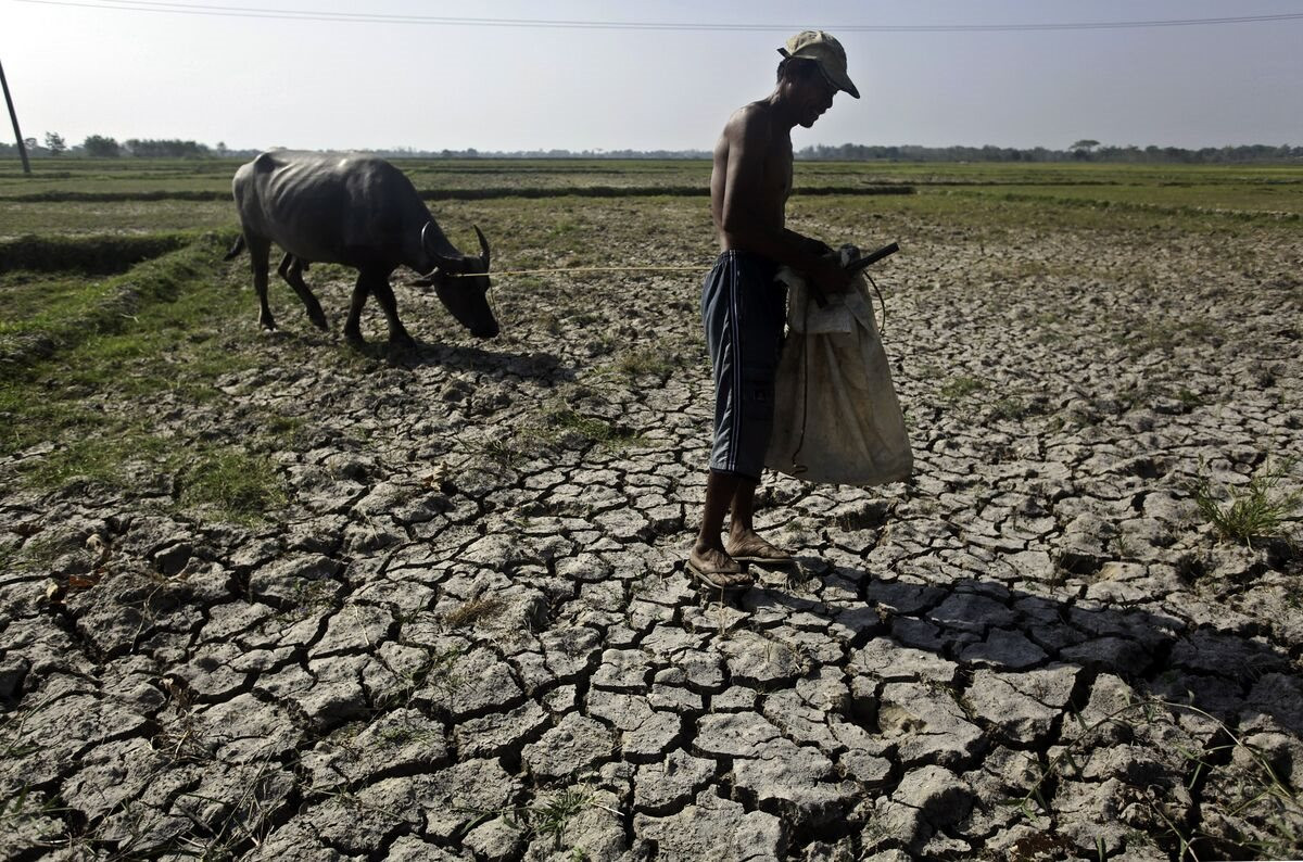 mot-canh-dong-lua-kho-han-do-el-nino-gay-ra-o-philippines.-anh-bloomberg-.jpg