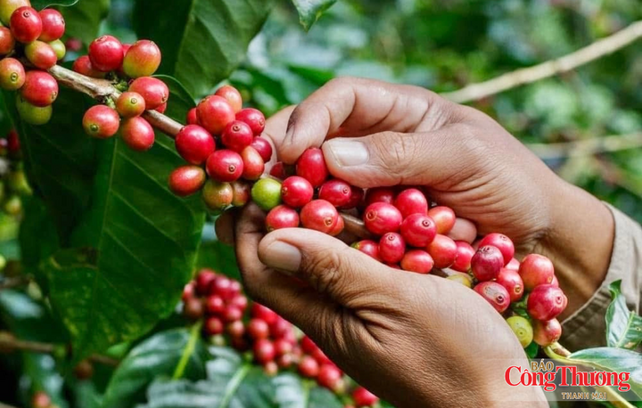 Cà phê vẫn là mặt hàng xuất khẩu chủ lực của tỉnh Gia Lai.
