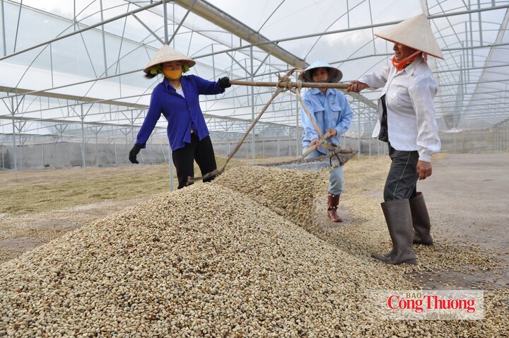 EU là một trong những thị trường lớn nhất của cà phê Việt Nam