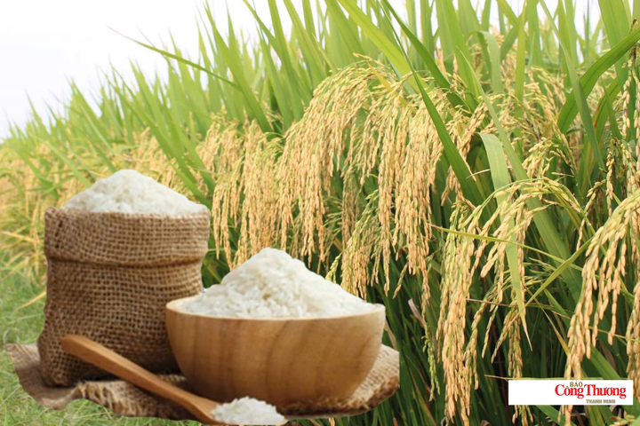 Giá lúa gạo hôm nay ngày 11/10, tuần qua: Lúa tươi tăng giảm trái chiều.
