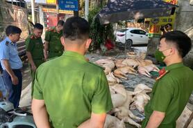 Quản lý thị trường Vĩnh Phúc tiêu hủy gần 800kg thịt lợn bẩn