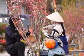Hoa, cây cảnh bán dạo hút khách dịp cận Tết