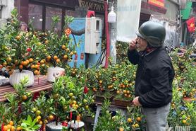 Quất bonsai hút khách dịp Tết