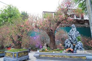 Chiêm ngưỡng gốc đào trăm tuổi, chi 200 triệu chỉ được thuê về chơi Tết