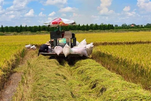 Xuất khẩu gạo tháng đầu năm tăng mạnh, thị trường Trung Quốc xuống thứ 3