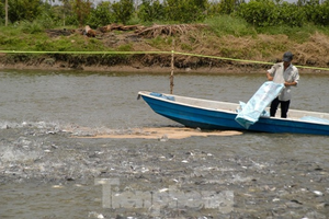 Giá cá tra tăng mạnh